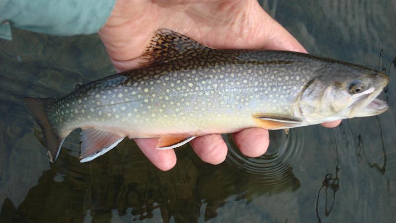 Kettle Brookie2.JPG